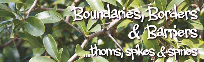 Boundaries, Borders & Barriers…thorns, spikes and spines