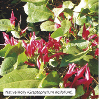 Native Holly (Graptophyllum ilicifolium). 
