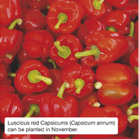 Luscious red Capsicums (Capsicum annum) can be planted in November. 