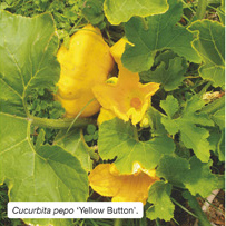 Cucurbita pepo ‘Yellow Button’. 