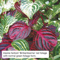 Iresine herbstii ‘Brilliantissima’ red foliage with normal green foliage form. 
