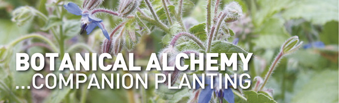 Botanical Alchemy…Companion Planting