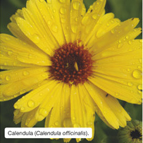 Calendula (Calendula officinalis). 