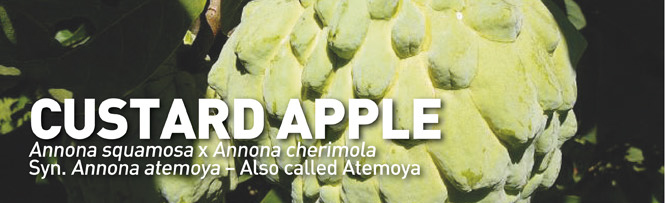 Custard Apple