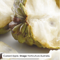 Custard Apple. Image Horticulture Australia.