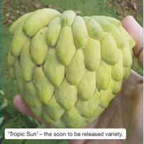 ‘Tropic Sun’ – the soon to be  released variety. 