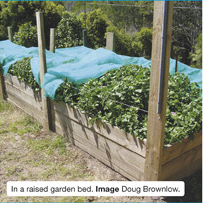 Warrigal Greens in a raised garden bed. Image Doug Brownlow.