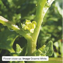 Warrigal Greens flower close-up. Image Graeme White. 