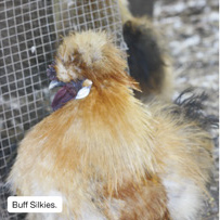 Buff Silkies