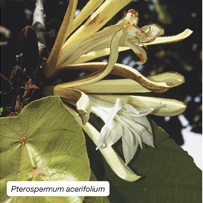 Pterospermum acerifolium