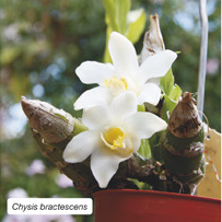 Chysis bractescens