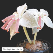 Sinningia leucotricha