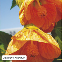 Abutilon x hybridum