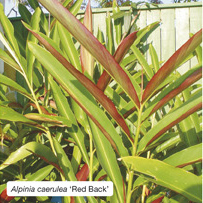 Alpinia caerulea ‘Red Back’
