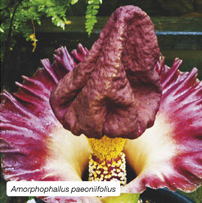 Amorphophallus paeoniifolius