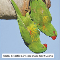 Scaley-breasted Lorikeets Image Geoff Dennis