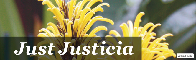 Justicia aurea