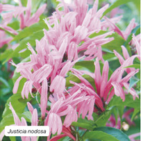 Justicia carnea