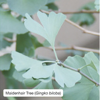 Maidenhair Tree (Gingko biloba)