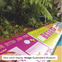Dino tooth display. Image Queensland Museum.