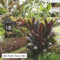 Bali Hyatt, Sanur Bali