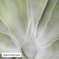 Agave attenuata