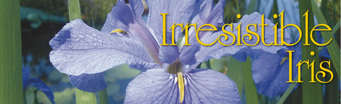 Irresistable Iris