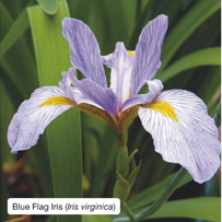 Blue Flag Iris (Iris virginica)