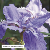 Roof Iris (Iris tectorum)
