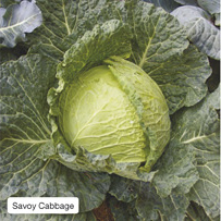 Savoy Cabbage