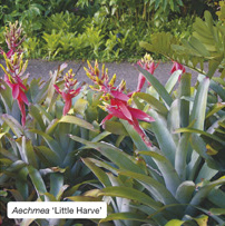 Aechmea 'Little Harve'
