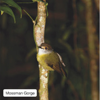 Mossman Gorge