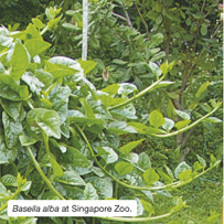 Basella alba at Singapore Zoo
