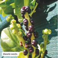 Basella Seeds