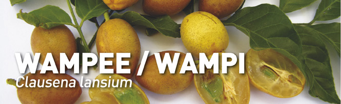 Wampee/Wampi Clausena lansium