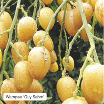 Wampee ‘Guy Sahm’