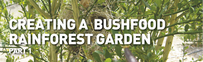 Creating a bushfood rainforest garden