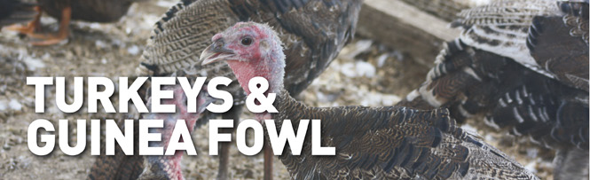 Feeding Chooks
