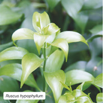Ruscus hypophyllum