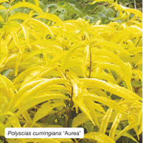 Polyscias cumingiana ‘Aurea’