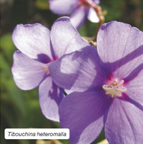 Tibouchina heteromalia