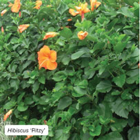 Hibiscus 'Ritzy'