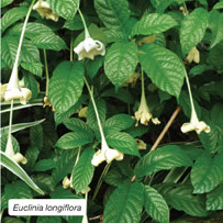 Euclinia longiflora