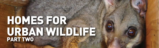 Homes for Urban Wildlife - Part 2