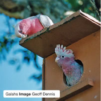 Galahs – Image Geoff Dennis