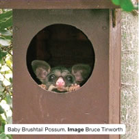 Baby Brushtail Possum. Image Bruce Tinworth