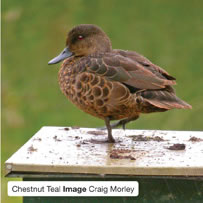 Chestnut Teal – Image Craig Morley