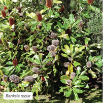 Banksia robur
