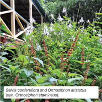 Salvia confertiflora and Orthosiphon aristatus (syn. Orthosiphon stamineus).