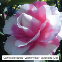 Camellia reticulata ‘Valentine Day’ Varigeated  [CB]